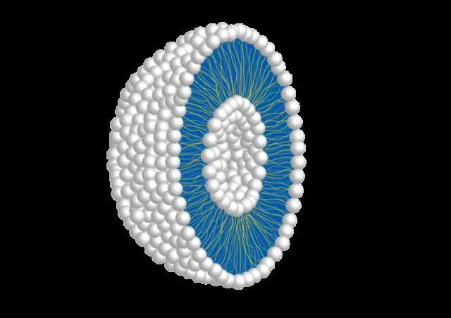 Como os fosfolipídios se organizam em uma solução não polar?