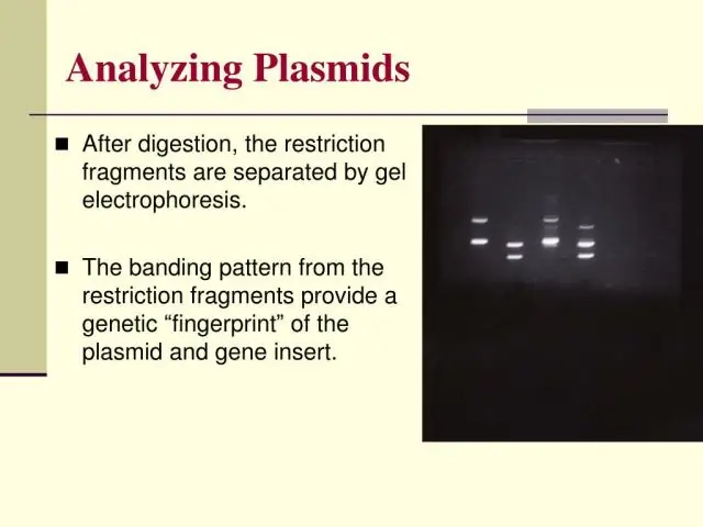 Plazmid əlavəsi nədir?