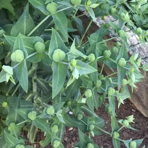 Que puis-je planter dans mon jardin de l'Iowa ?