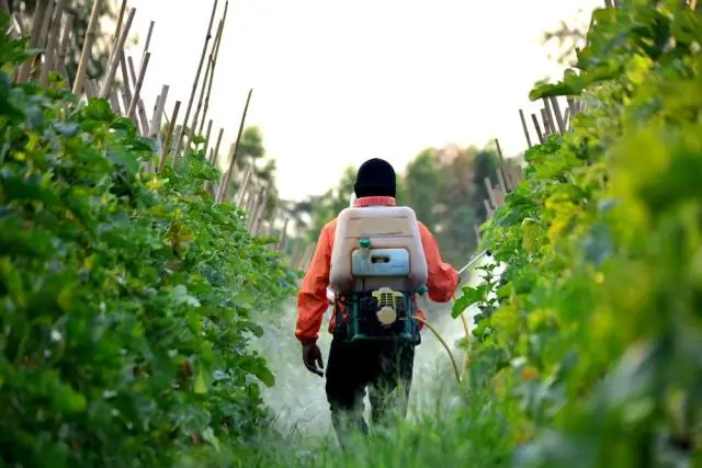 USDA Organic pestitsidlarga ruxsat beradimi?