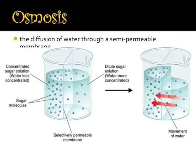 Wat gebeur wanneer die konsentrasie glukose in die water buite 'n sel hoër is as die konsentrasie binne?