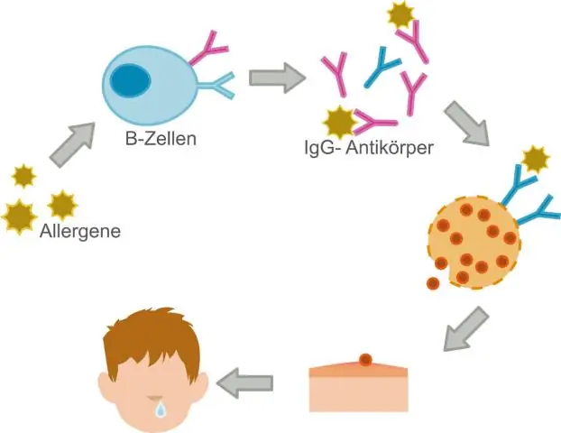 Wat is die energiemolekule van die sel wat werkblad genoem word?