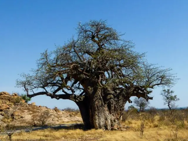 Ilang puno ng baobab ang natitira?