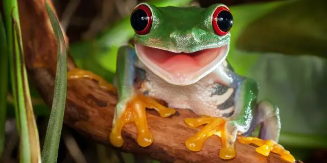 Ist ein Frosch ein Konsument zweiter Ebene?