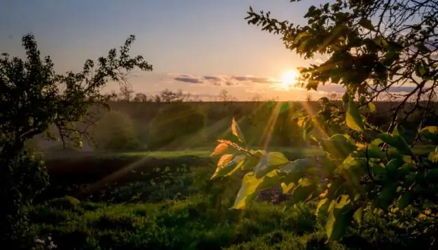 Tritt während der Photosynthese eine Transpiration auf?