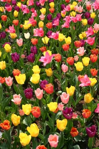 Ano ang mangyayari sa mga Tulip pagkatapos ng Tulip Festival?