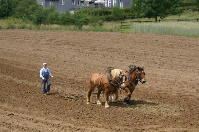 Wo findet man mediterrane Landwirtschaft?