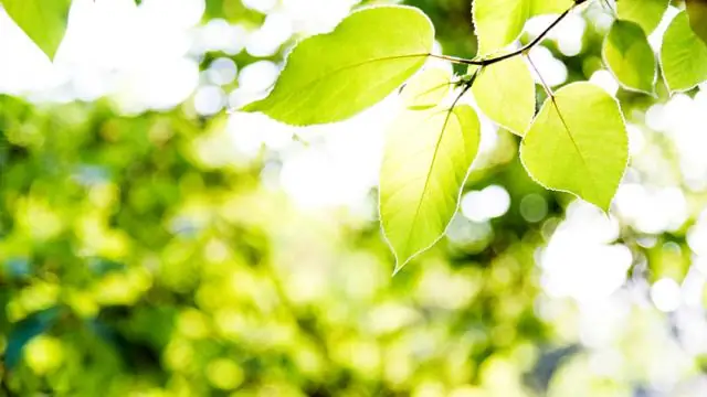 ¿Cómo se adaptan las células en empalizada para la fotosíntesis?