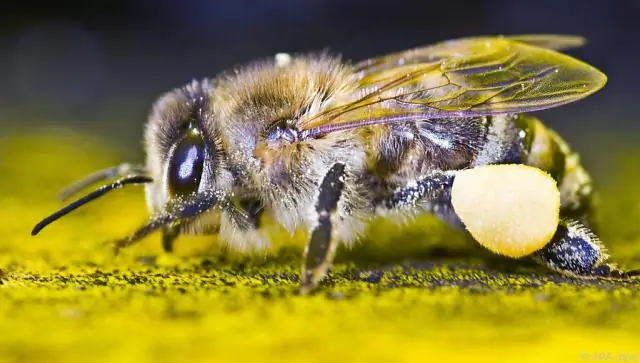 Quante specie di muschi esistono?