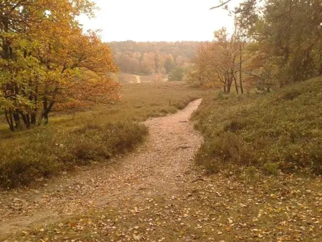 Kako je ljudska upotreba drveća imala i pozitivan i negativan uticaj?