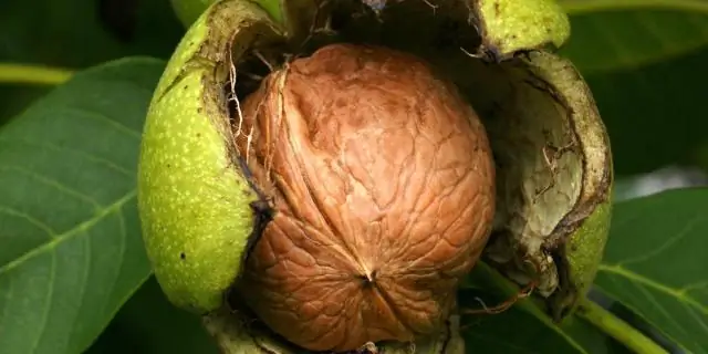 Jatropha bitkisi nerede yetiştirilir?