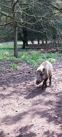 A mund të vozitni mbi një fushë kullimi septike?