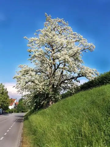 A është një përmbledhje e librit një burim shkencor?