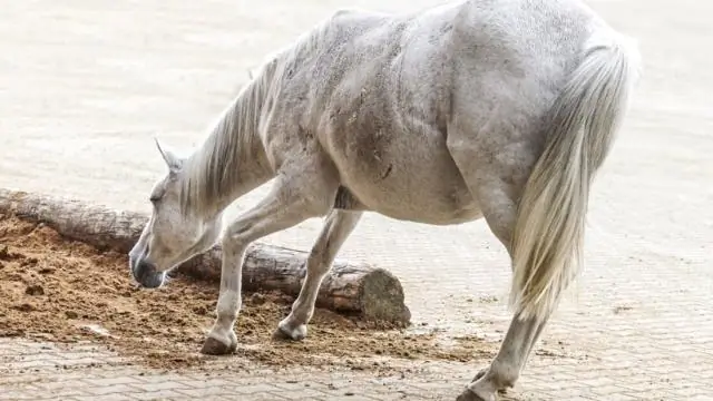 Τι κοινό έχουν και οι τρεις κλάδοι της κυβέρνησης;