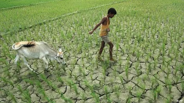 Wie hat die Baumwollentkörnung die Landwirtschaft im Süden verändert?